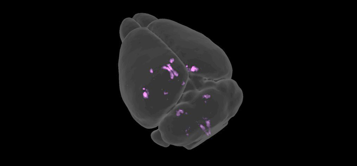 Semaglutide c-Fos response in CNS-Voyager